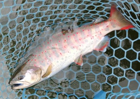 雨のトラポンで爆釣！ ～岡崎トラウトポンド～